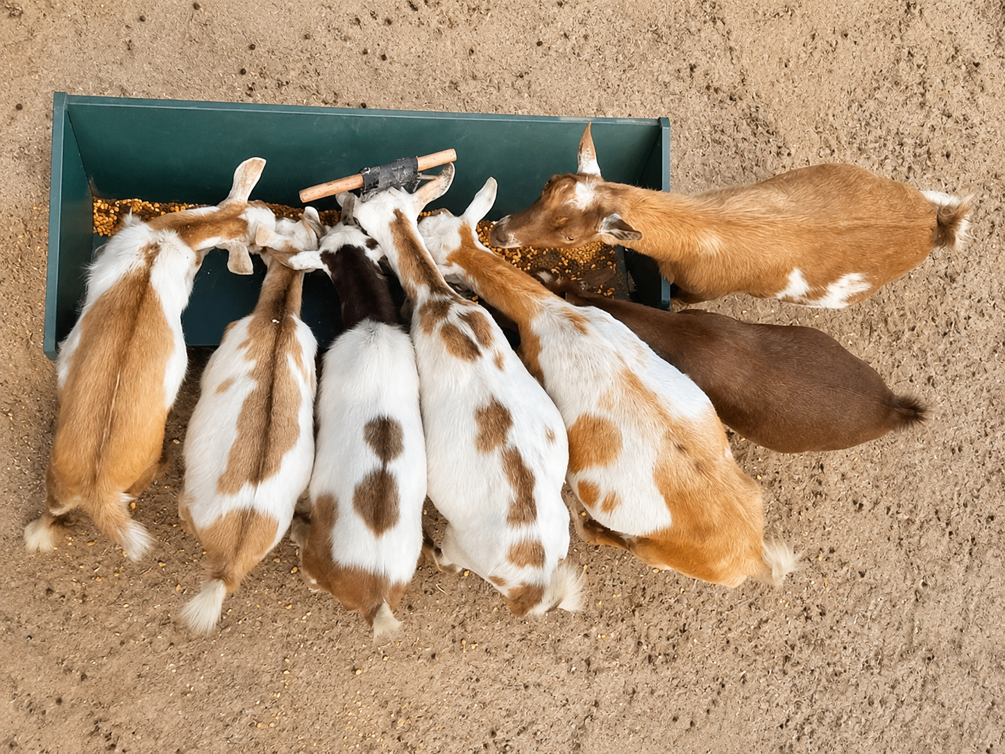Goats gathered together at a feeding trough at Harper Farm.